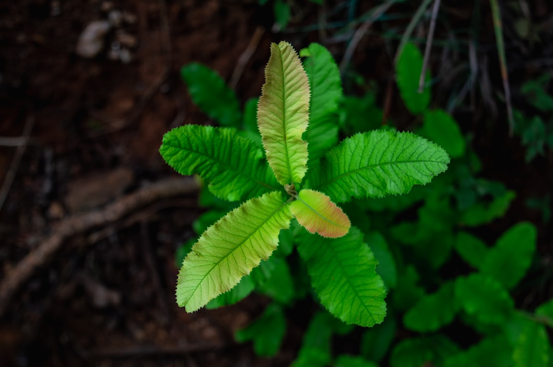 Sustainability